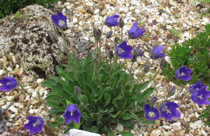 Campanula aucheri